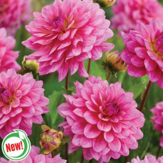 Dutch Silence Dahlia Thumbnail